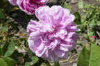 Bouquet de Vénus rose photo