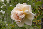 Breeze Hill rose photo