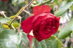 Bastei rose photo