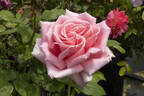 Belle de la Carnière rose photo