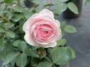 Olivia Austin rose photo