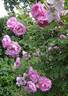 Syke rose photo