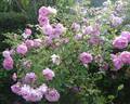 Syke rose photo