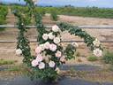 Peace, Cl. rose photo