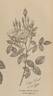 Mousseuse pompon rose photo