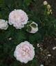 New Maiden Blush rose photo