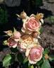 Eden Romantica ® rose photo