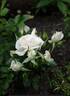 Bridal Meillandina rose photo