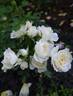 Bridal Meillandina rose photo