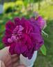 Indigo rose photo