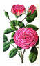 Blairii No. 2 rose photo