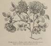<i>Rosa alba florepleno</i> rose photo