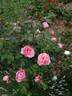 Dames de Chenonceau ® rose photo