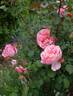 Dames de Chenonceau ® rose photo