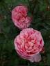 Dames de Chenonceau ® rose photo