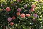 RADslam rose photo
