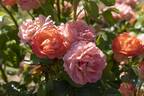 RADslam rose photo