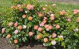 RADslam rose photo