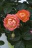 RADslam rose photo