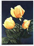 Constance rose photo