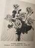 Patrick Anderson rose photo