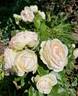Biedermeier ® rose photo