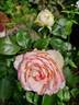 Biedermeier ® rose photo