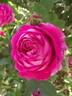 Rose des peintres rose photo
