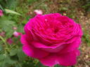 Rose des peintres rose photo