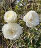 Gourmet Popcorn rose photo