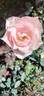 VIRfaith rose photo