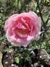 VIRfaith rose photo