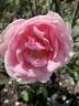 VIRfaith rose photo