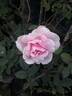 VIRfaith rose photo