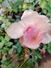 VIRfaith rose photo