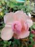 VIRfaith rose photo