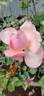 VIRfaith rose photo