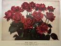 Earl Haig rose photo