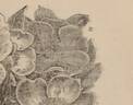 <i>Rosa lucida</i> Ehrhart Synonym rose photo