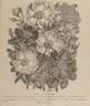 <i>R. rugosa</i> rose photo