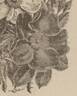 <i>R. rugosa</i> rose photo