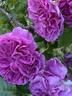 Perfume Flower Circus ® rose photo