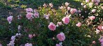 Anne Boleyn rose photo
