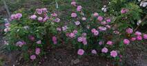 Archiduchesse Elizabeth d'Autriche rose photo