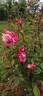 Auguste Comte rose photo