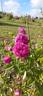 Baron de Gossard rose photo