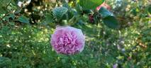 Belle sans flatterie rose photo