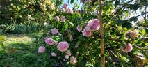 Belle sans flatterie rose photo