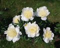 Dream Mist peony photo