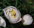 Dream Mist peony photo